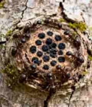  树干上的蚂蚁群特写942#横屏 	 