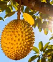  树上悬挂的成熟榴莲1326#横屏 	 