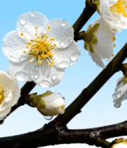 枝头带水珠的白色梅花特写3675#横屏 