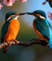 枝头翠鸟亲昵互动2685#横屏 