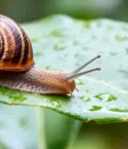  蜗牛在绿叶上爬行特写2933#横屏 	 