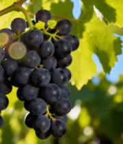 头成熟紫葡萄特写5535#横屏 