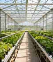  温室大棚内蔬菜种植场景2189#横屏 	 