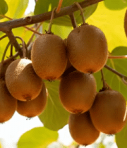 枝头成熟猕猴桃特写素材3986#横屏 