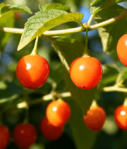 枝头成熟樱桃特写素材758#横屏 