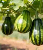  藤蔓上生长的小南瓜素材2400#横屏 	 - 