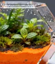  透明容器内的微型植物景观69#横屏 	 