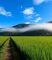  田园风光绿色稻田与远山1316#横屏 	 