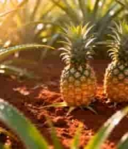  田间成熟菠萝特写1699#横屏 	 