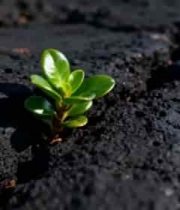  土壤中生长的嫩绿植物224#横屏 	 