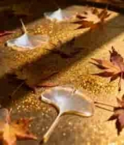  托盘上的银杏叶与枫叶3055#横屏 	 