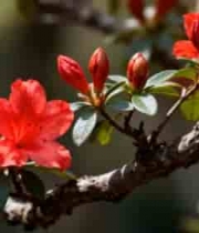  特写枝头绽放的红色花朵2542#横屏 	 