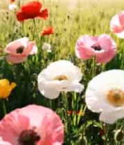  田野多彩花朵特写294#横屏 	 