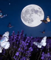 月夜下蝴蝶飞舞的薰衣草田1498#横屏 