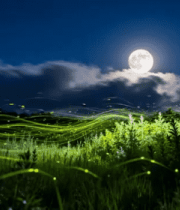 月夜草地萤火虫飞舞场景1892#横屏 