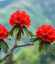  特写红色杜鹃花自然风光1615#横屏 	 