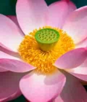  特写粉色荷花素材2788#横屏 	 - 