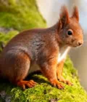  松鼠于青苔树干上的特写2077#横屏 	 -