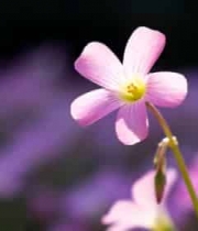  特写粉色花朵2533#横屏 	 