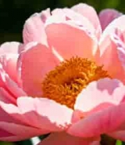  特写粉色盛开牡丹花1914#横屏 	 