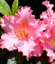  特写粉色花朵自然风光素材2450#横屏 	 