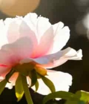  特写盛开的粉色牡丹花454#横屏 	 - 