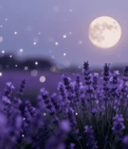 月夜下的薰衣草花田635#横屏 