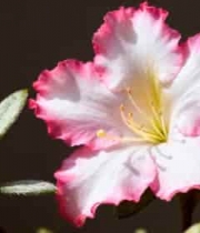  特写粉色白色相间花卉2265#横屏 	 