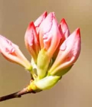  特写粉色花朵素材1168#横屏 	 