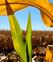 玉米地特写镜头1671#横屏 