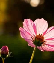  特写粉色花朵与花苞2100#横屏 	 - 