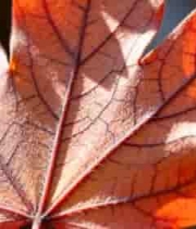  特写秋日枫叶1433#横屏 	 