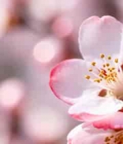  特写绽放的粉色花朵1587#横屏 	 