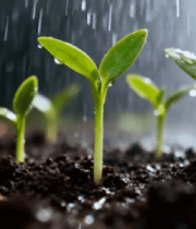 雨中幼苗生长特写素材5177#横屏 
