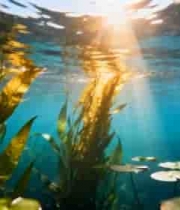  水下阳光照射水草浮萍画面2256#横屏 	 - 