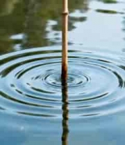  水中竹竿泛起涟漪画面1496#横屏 	 -