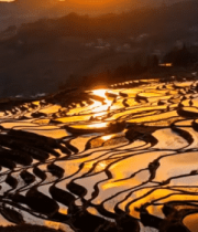 元阳梯田日落自然风光145#横屏 