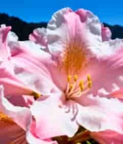  特写粉色花朵自然风光1622#横屏 	 