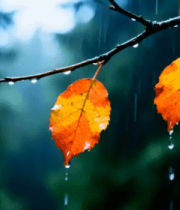 雨中树枝上的多彩秋叶2436#横屏 