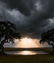 原野双树逆光风景99#横屏 