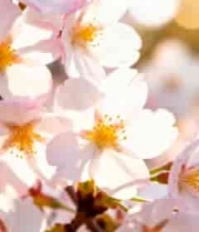  特写粉色樱花绽放画面643#横屏 	 