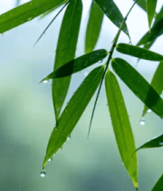 雨中带水珠的竹叶特写548#横屏 