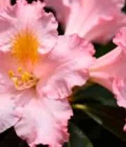  特写粉色花朵素材(1)2732#横屏 	 -