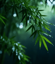 雨中竹叶特写2036#横屏 