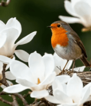 玉兰花上的鸟儿与鸟巢4772#横屏 