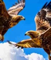  双鹰于蓝天中展翅飞翔1745#横屏 	 