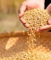  双手捧麦子倒入竹筐画面169#横屏 	 