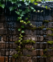 雨中砖墙与爬藤植物特写781#横屏 