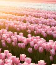 郁金香花海自然风光1806#横屏 
