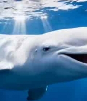  水下白鲸特写素材555#横屏 	 